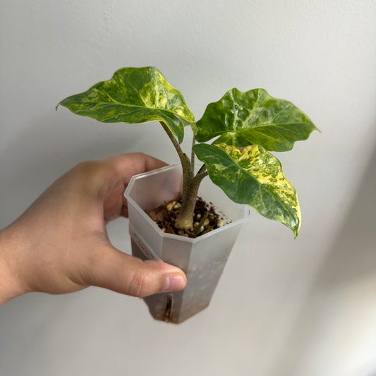 Alocasia Low Rider Aurea Variegated