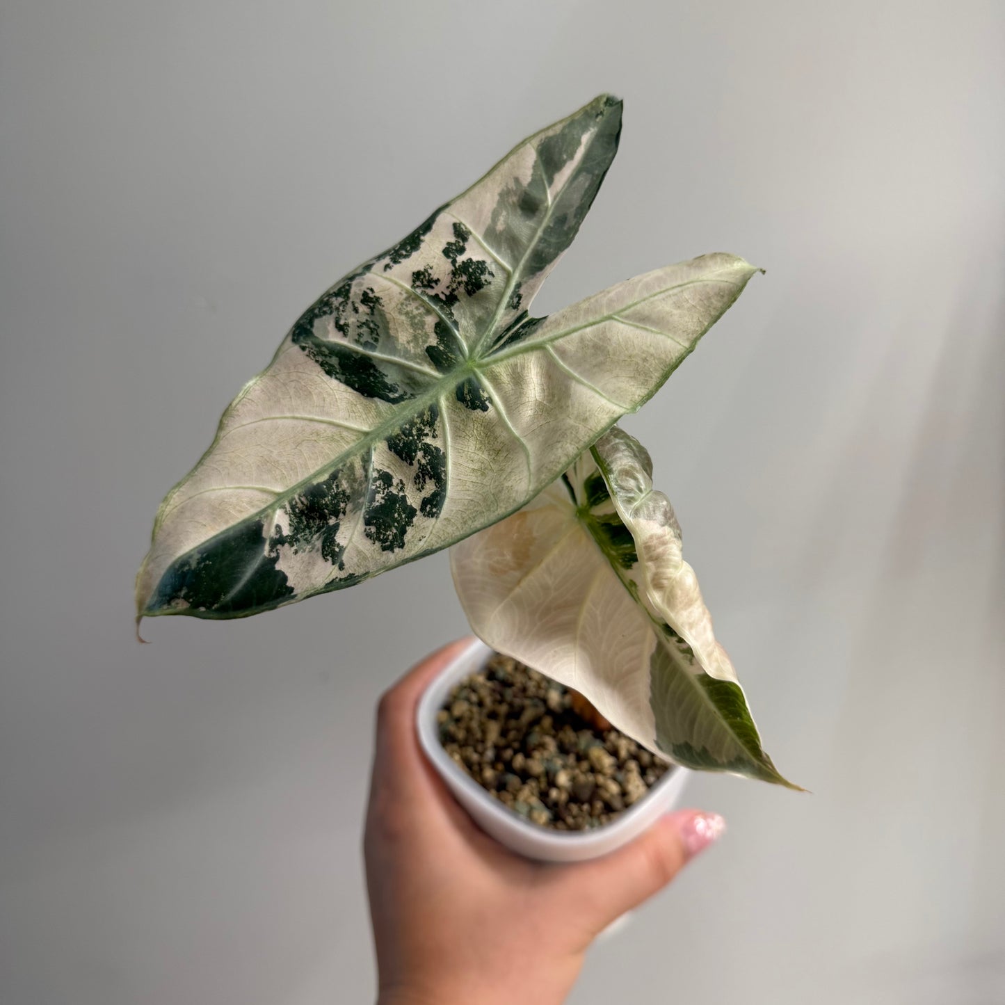 Alocasia Nairobi Nights Albo Pink Variegated