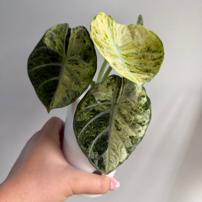 Alocasia Ninja Tricolour Variegated