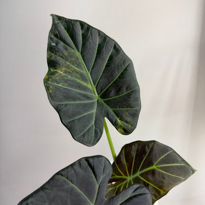 Alocasia Regal Shield Aurea Tricolour Variegated CORM