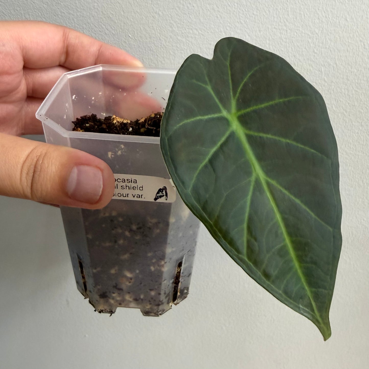 Alocasia Regal Shield Aurea Tricolour Variegated (A) [REVERTED]