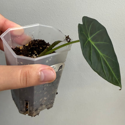 Alocasia Regal Shield Aurea Tricolour Variegated (A) [REVERTED]