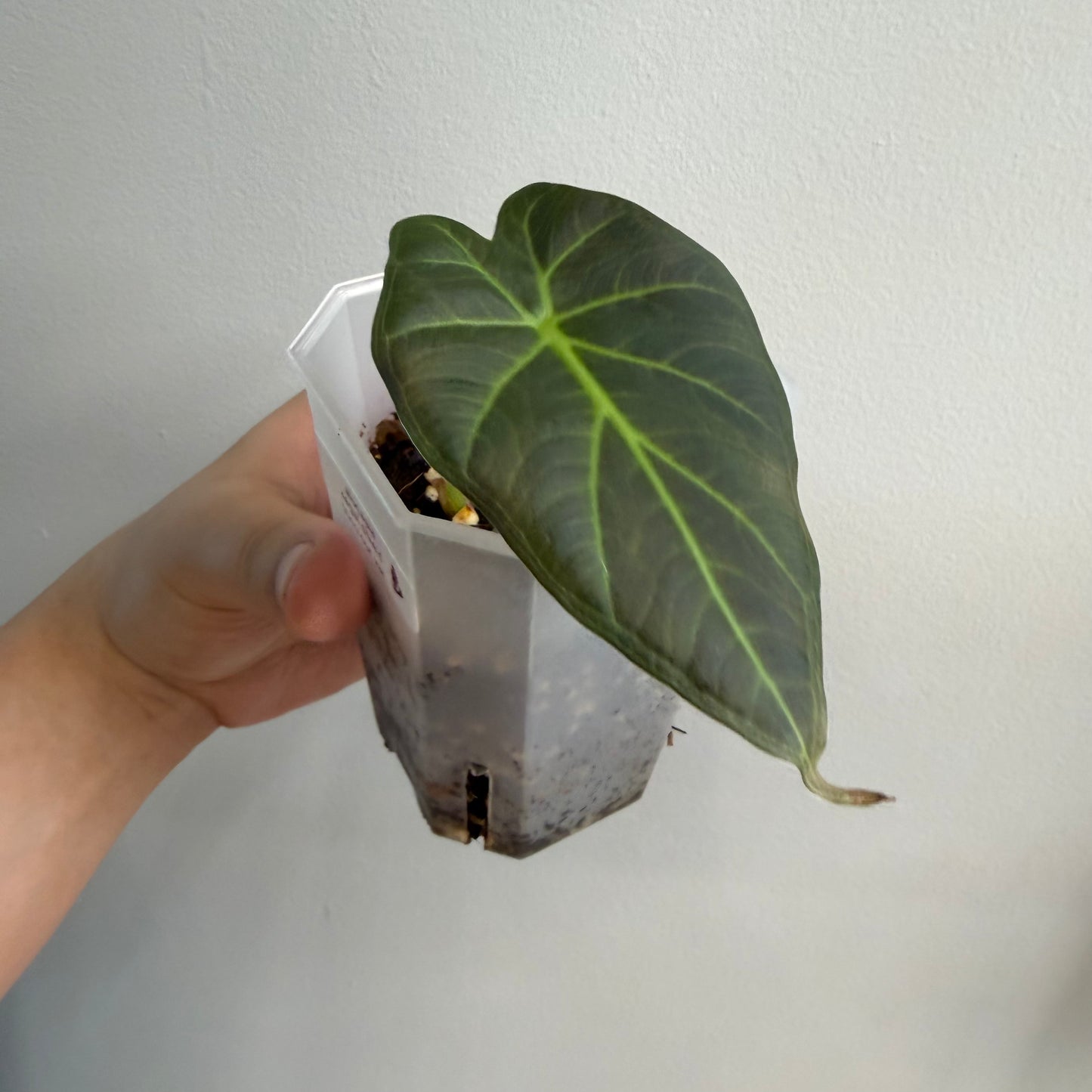 Alocasia Regal Shield Aurea Tricolour Variegated (B) [REVERTED]