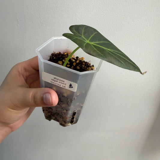 Alocasia Regal Shield Aurea Tricolour Variegated (B) [REVERTED]