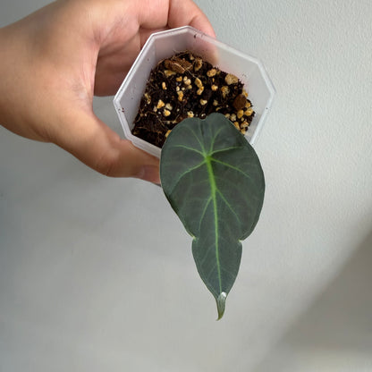 Alocasia Regal Shield Aurea Tricolour Variegated (C) [REVERTED]