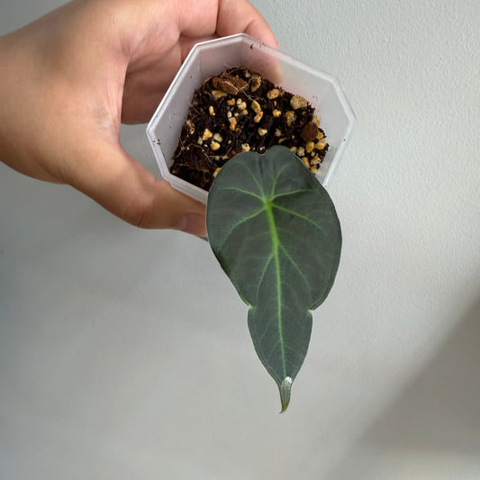 Alocasia Regal Shield Aurea Tricolour Variegated (C) [REVERTED]
