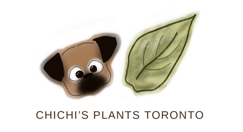 Chichi's Plants Toronto