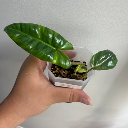 Philodendron Burle Marx Variegated