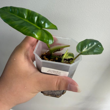 Philodendron Burle Marx Variegated