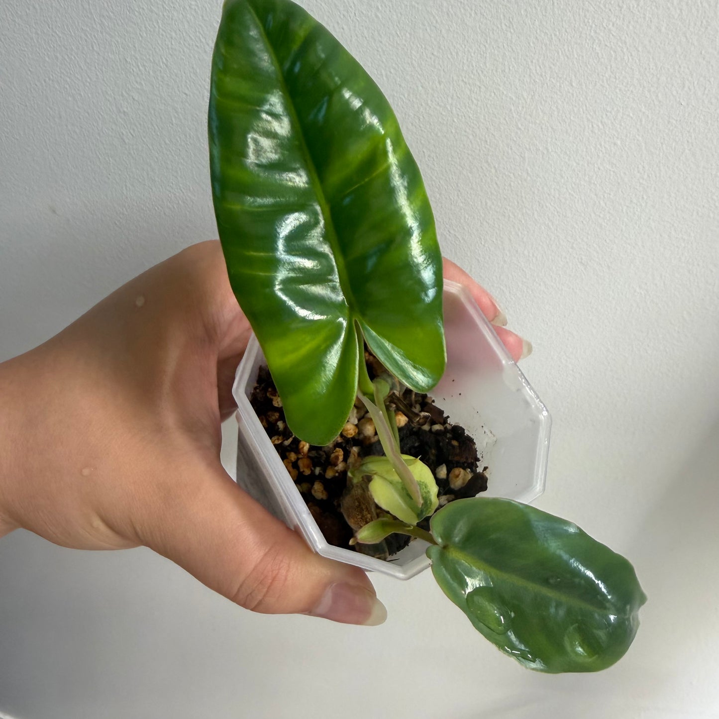 Philodendron Burle Marx Variegated