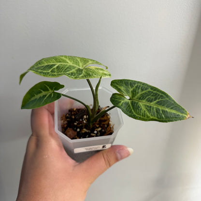 Syngonium Batik Variegated (B)