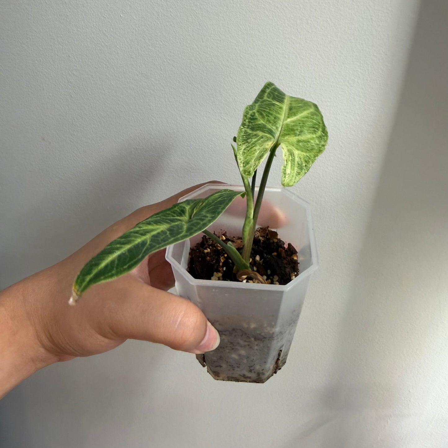 Syngonium Batik Variegated (B)