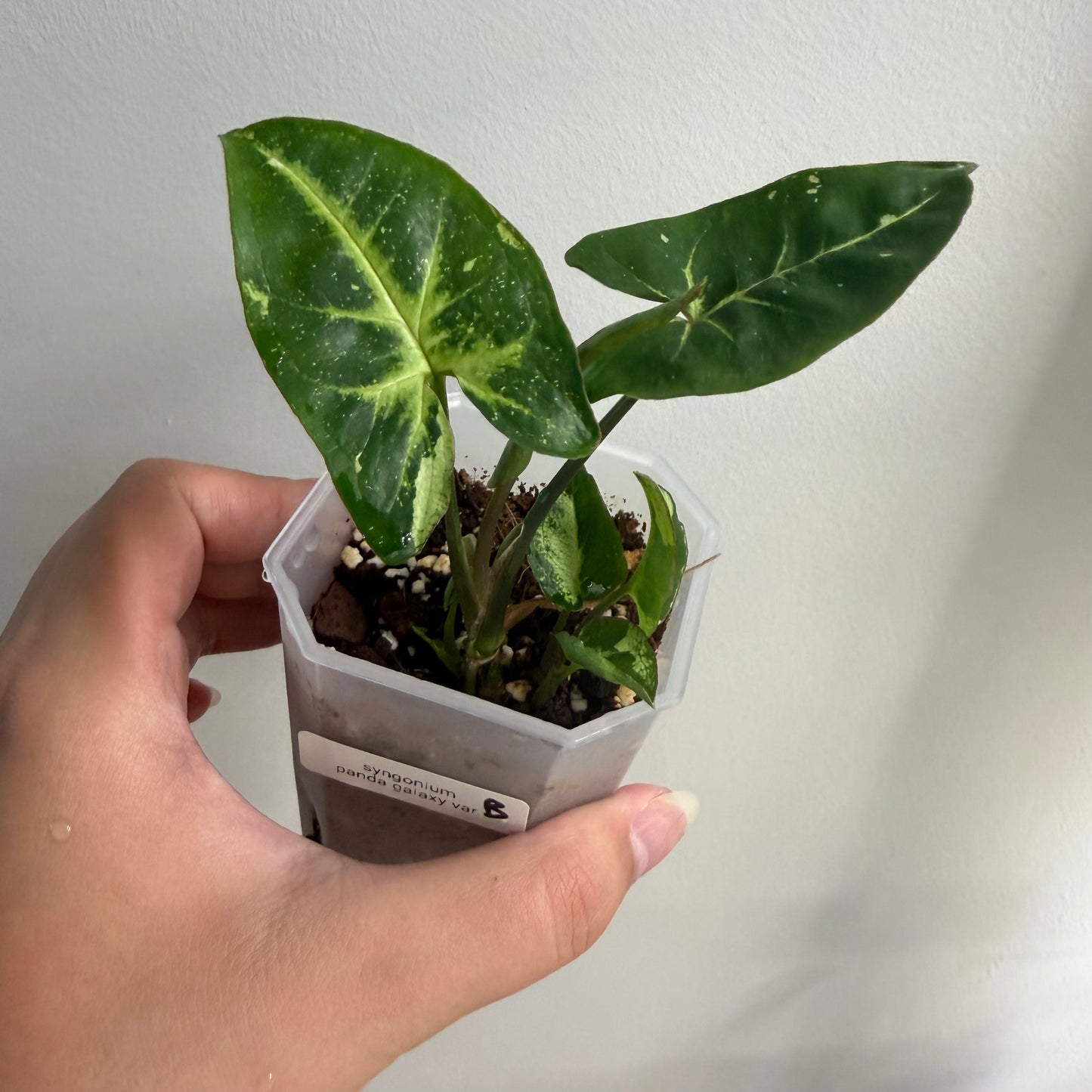 Syngonium Panda Galaxy Variegated (B)
