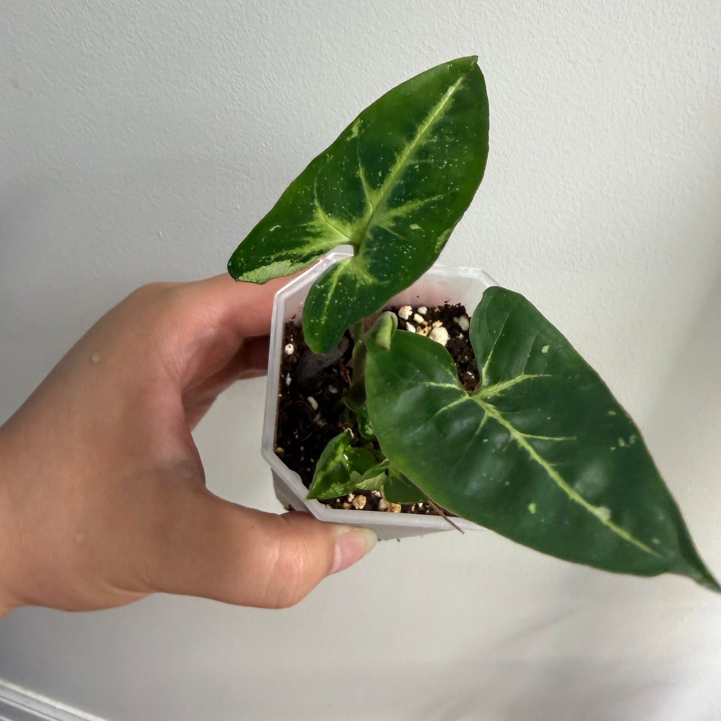Syngonium Panda Galaxy Variegated (B)
