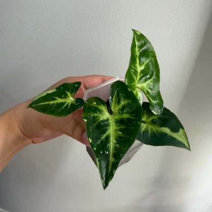 Syngonium Panda Galaxy Variegated (C)
