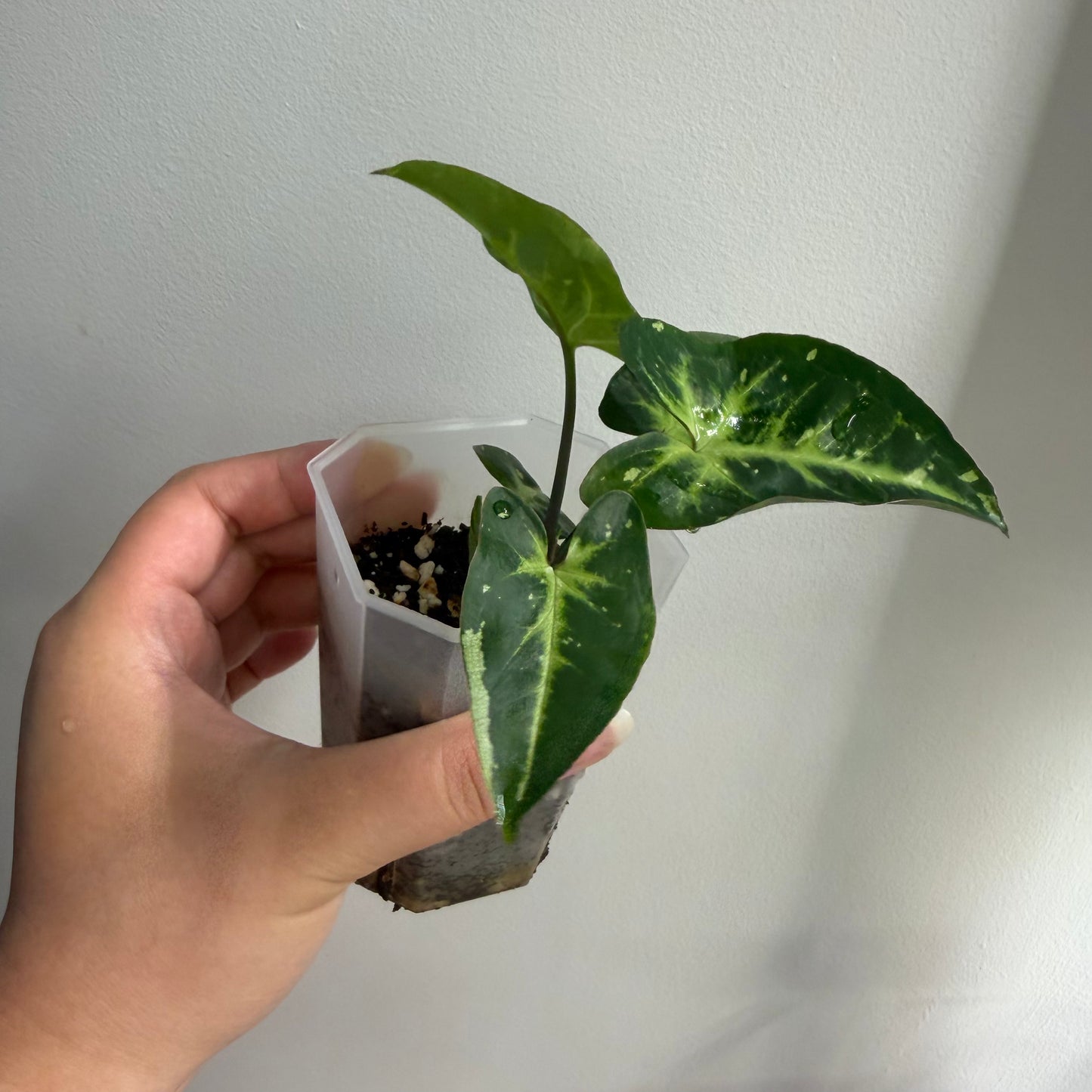 Syngonium Panda Galaxy Variegated (C)