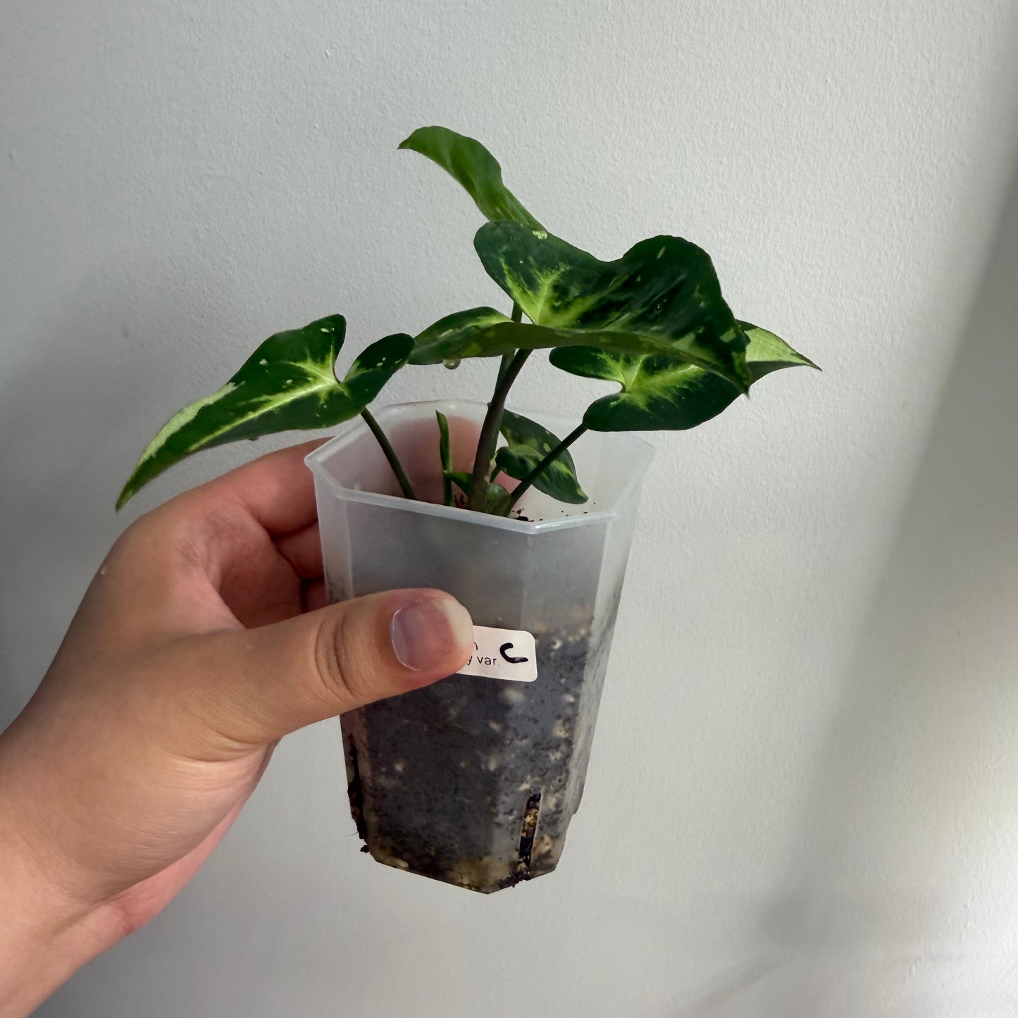 Syngonium Panda Galaxy Variegated (C)