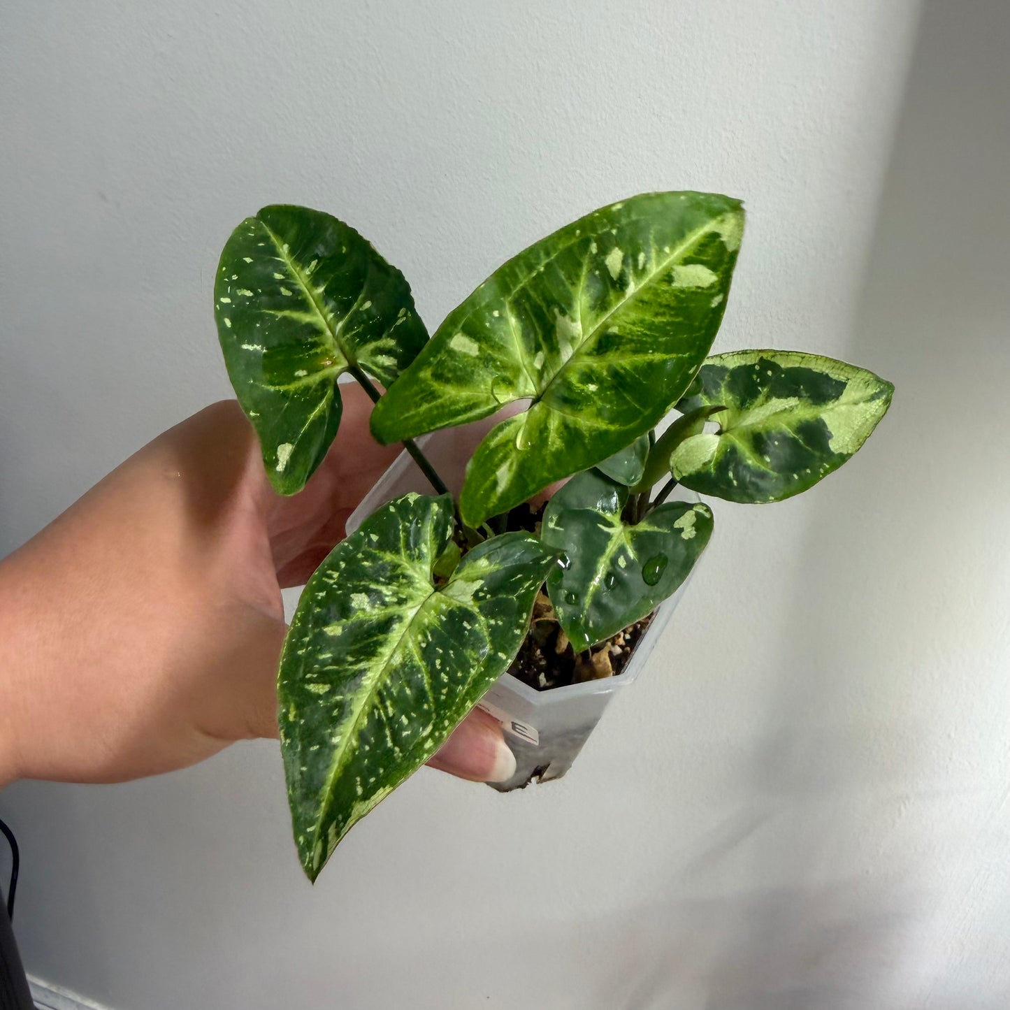 Syngonium Panda Galaxy Variegated (E)