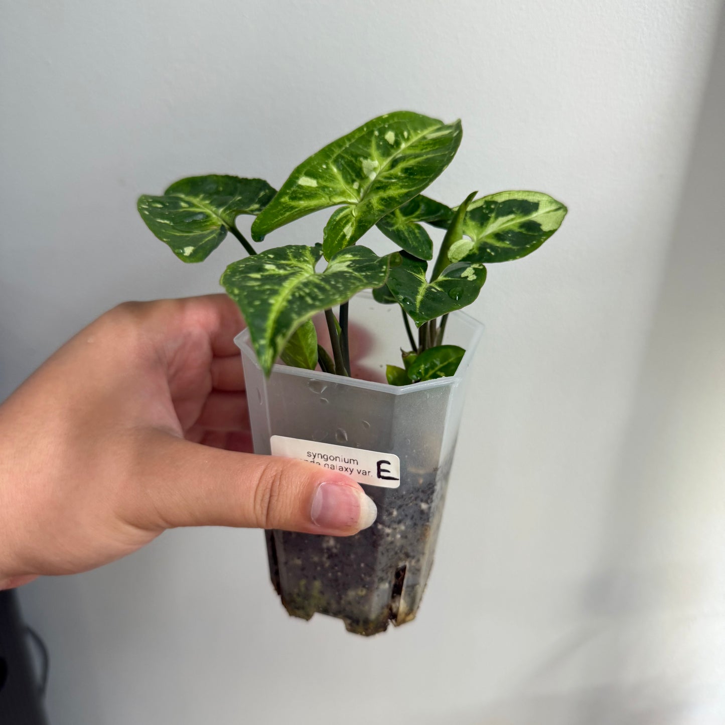 Syngonium Panda Galaxy Variegated (E)