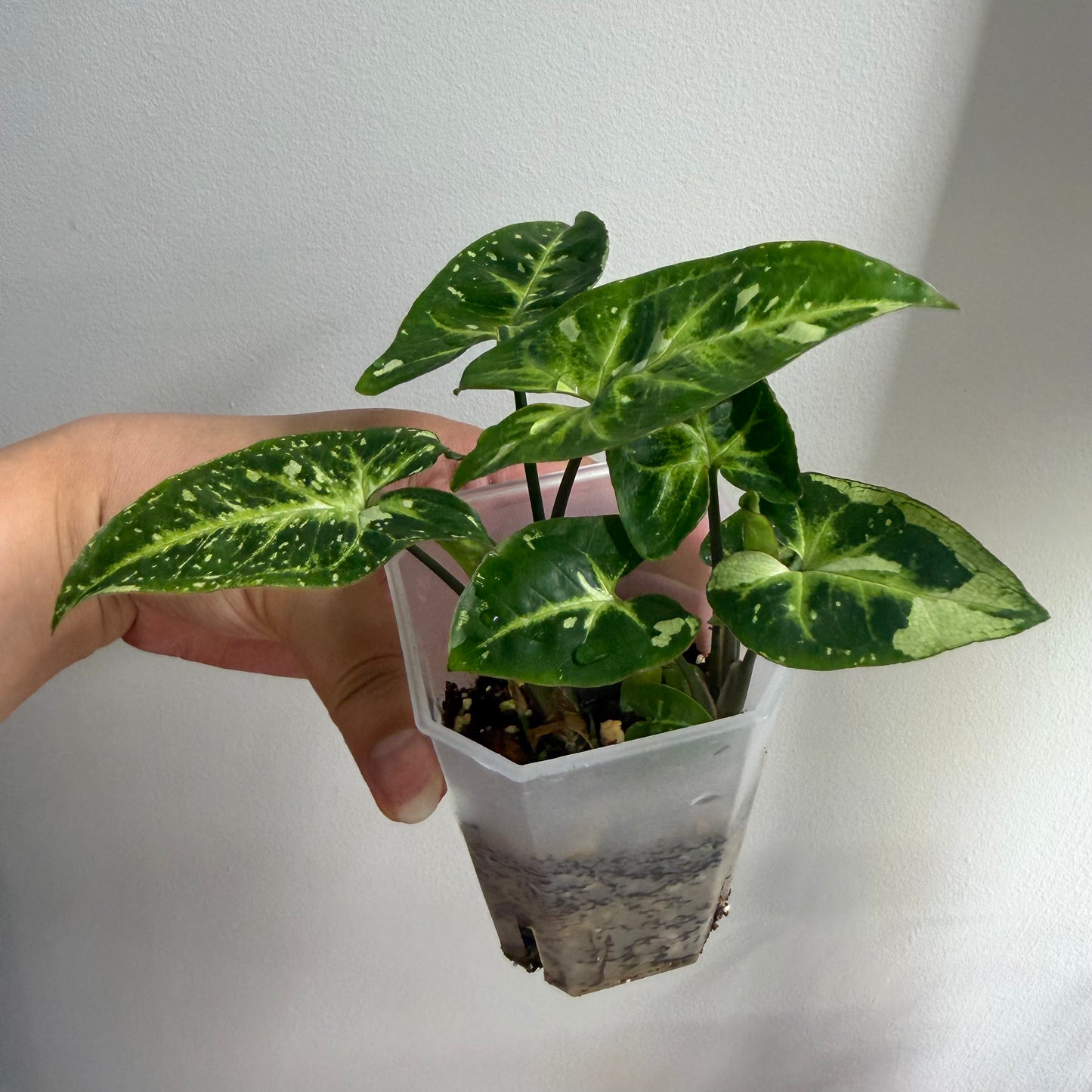 Syngonium Panda Galaxy Variegated (E)