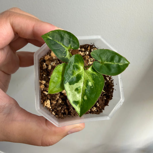 Syngonium Panda Galaxy Variegated (D)