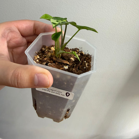 Syngonium Panda Galaxy Variegated (D)