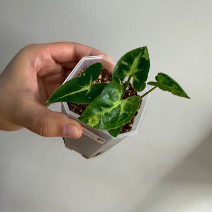 Syngonium Panda Galaxy Variegated (F)